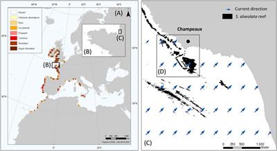 Hyperspectral and Lidar: Complementary Tools to Identify Benthic Features and Assess the Ecological Status of Sabellaria alveolata Reefs